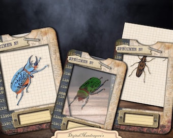 Bugs specimen slides with frames, vintage bugs cards for journaling, bugs on vellum, bugs, instant digital download