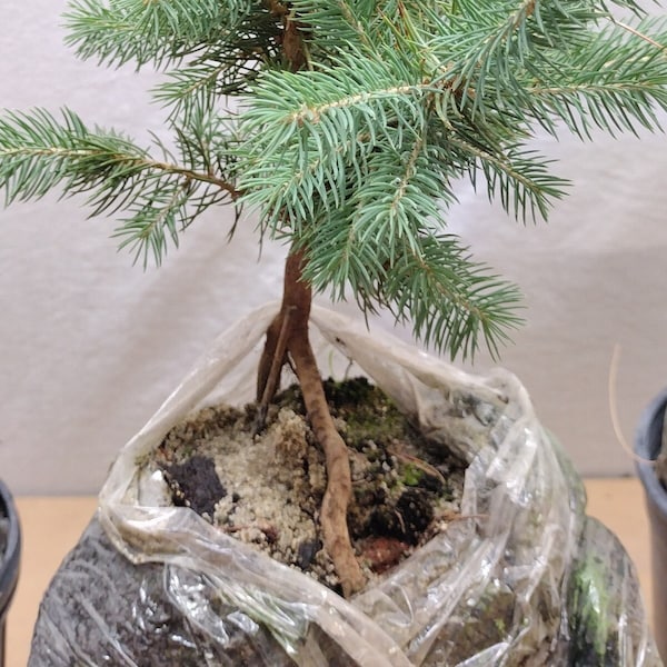 Root-over-rock (brick) bonsai. Colorado Blue Spruce live tree for bonsai. Picea pungens.