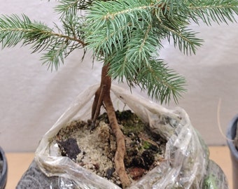 Root-over-rock (brick) bonsai. Colorado Blue Spruce live tree for bonsai. Picea pungens.