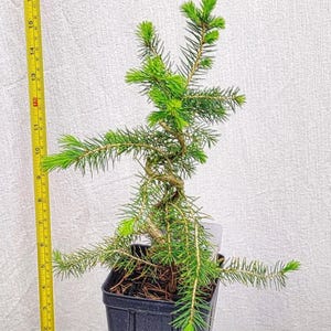 May include: A small evergreen tree in a black square pot. The tree has bright green needles and is approximately 10 inches tall. A yellow ruler is to the left of the tree. A white label at the base reads "Photos Taken Spring 2026."