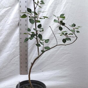 climbing philodendron indoor Philodendron Burle Marx, Climbing Plant Vine main image 1