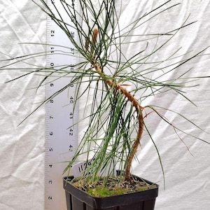 Mini Ponderosa Pine Bonsai -Live Twisted Ponderosa Pine bonsai trained tree ACTUAL TREE PICTURED Pinus. Tag# 112437