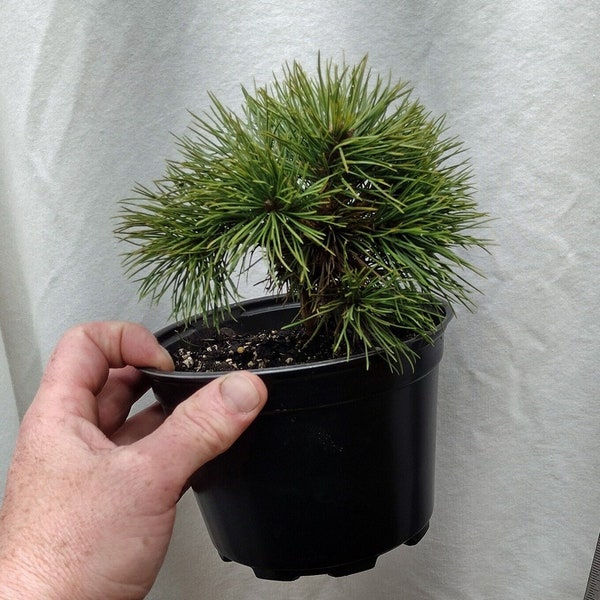 Bristlecone Pine. Pinus aristata. Natural dwarf. Young tree ready for bonsai or landscape. Hickory Pine.