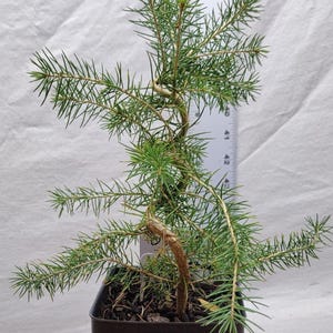EXACT Norway Spruce Pre Bonsai Tree Pictured- Norway Spruce tree in a pot Tag #082510 Picea abies. Live.