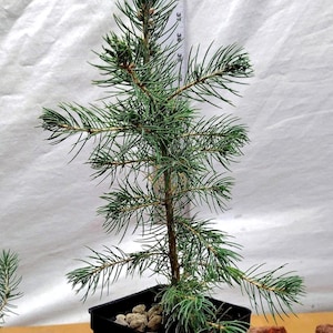 Live Colorado Blue Spruce Native Christmas tree in a nursery pot. Picea pungens.