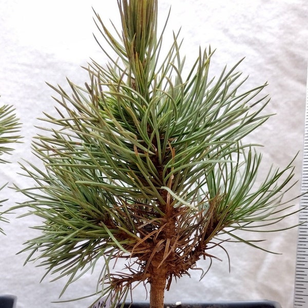 Bristlecone Pine. Pinus aristata. Natural dwarf. Young tree ready for bonsai or landscape. Hickory Pine.