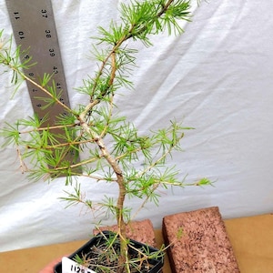 Mini Wire-trained Western Larch Bonsai tree in nursery pot. ACTUAL TREE PICTURED Larix occidentalis. Western Tamarack. Tag#112439 Live