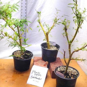 Live Bonsai Ready Salix babylonica Tree. Weeping Willow. Silver Willow in Nursery Pot.