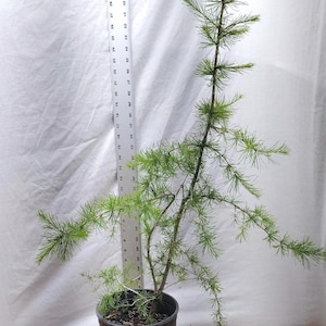 ACTUAL TREE PICTURED Tag #250617 Western Larch bonsai trained tree in nursery pot Larix occidentalis Western Tamarack Mountain Montana Larch