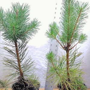 May include: Two small pine trees in black pots. The trees have green needles and brown trunks. A ruler is placed next to one of the trees. A label at the bottom reads "Photo Taken Sept. 2024."