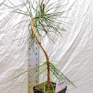 MINI BONSAI- Live Twisted Ponderosa Pine bonsai trained tree in a pot. Actual Tree Pictured. Pinus. Western Yellow. Tag #112435