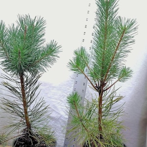 Scotch Pine Christmas Tree. Pinus sylvestris. Live 3 year old tree in nursery pot. Achangel Redwood. Baltic Redwood. Norway Fir. Scots.