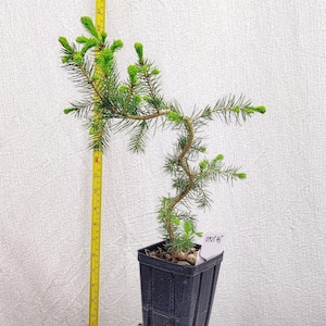 May include: A small evergreen tree in a black square pot, with bright green needles and a yellow measuring tape. The tree is on a small brick, with a white label that says "Photos Taken Spring 2026".