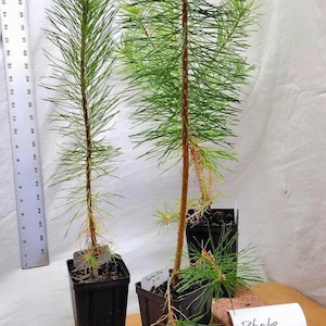 May include: Two young pine trees in black square pots, with long green needles and brown trunks. A ruler is placed next to the trees. A white card with the text "Photo taken September 2025" is visible.