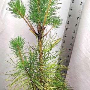 May include: A young pine tree with green needles planted in a black plastic pot, positioned next to a metal ruler showing a height measurement of approximately 37 inches from the base of the pot to the top of the tree's central stem.
