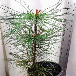 Ponderosa Pine tree pre bonsai or landscaping in nursery pot. Pinus. Western Yellow.