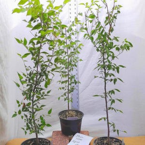 Zelkova serrata tree in nursery pot. Japanese Zelkova. Keaki. Elm. Great for Bonsai, Landscaping and Yards. live seedling sapling.