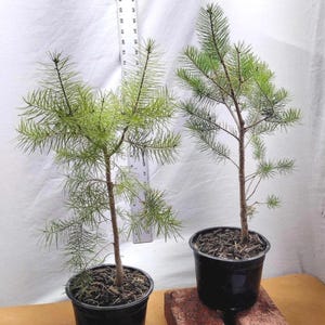 Douglas Fir Pre Bonsai Tree: Live Seedling in Nursery Pot (Pseudotsuga menziesii)