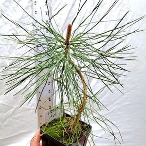Live Mini Twisted Ponderosa Tree- previously wired Ponderosa Pine bonsai trained tree ACTUAL TREE PICTURED Pinus. Tag# 112434
