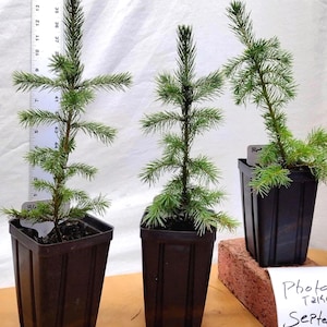 Black Hills Spruce 2 year old tree. Picea glanca var densata. mariana. Landscape or Bonsai Ready.