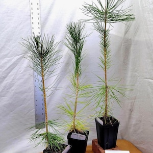 May include: Three young pine trees in black square pots. The trees have green needles and brown trunks. A ruler is placed next to one tree. A handwritten note reads "Photo taken September 2025."