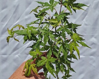 Green Japanese Maple Tree.in Nursery Pot. Acer Palmatum. Pre Bonsai or Landscape. Live