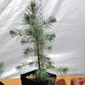Pre Bonsai Blue Spruce Live Tree in Nursery Pot. Picea pungens glauca.
