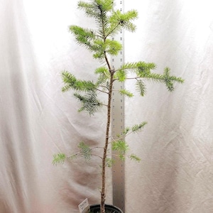 TALL TREE- 34 inch Douglas-fir tree in nursery pot Actual Tree Pictured Pseudotsuga Menziesii Live landscape or bonsai Tag #112416