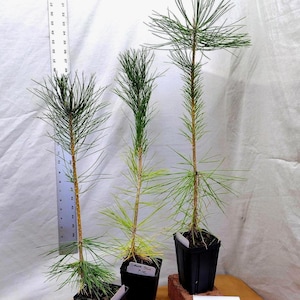 May include: Three young pine trees in black square pots. The trees have green needles and brown trunks. A ruler is placed next to one tree. A handwritten note reads "Photo taken September 2025."