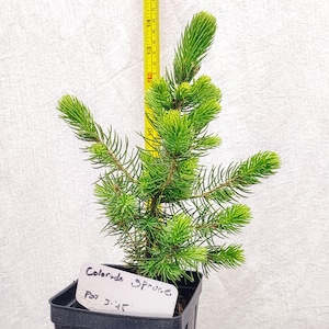 May include: A young Colorado Spruce tree in a black square pot. The tree has vibrant green needles and is approximately 13 inches tall, as measured by a yellow tape measure. A white label with handwritten text is in the pot.