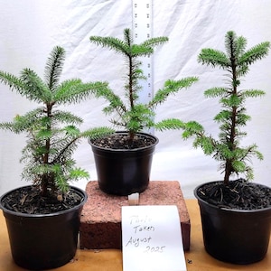Fraser fir live 3 year old potted tree. Abies fraseri. Mountain/Southern Balsam. Pre bonsai or Landscape.