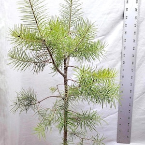 Douglas-fir 3 year old Live Tree in Nursery Pot Ready for Landscaping or Christmas Tree. Pseudotsuga Menziesii.