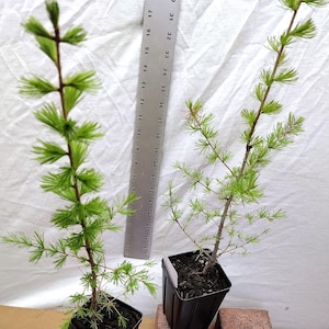 Western Larch tree in small nursery pot. Larix occidentalis. Western Tamarack. Mountain Larch. Montana Larch. Bonsai or Landscape ready.