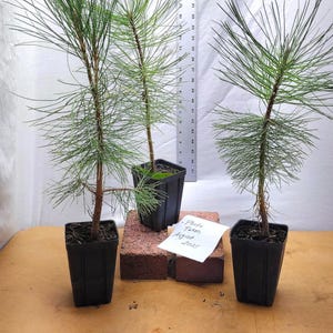 May include: Three young pine trees in black plastic pots, with the tallest reaching approximately 18 inches. A white card in front reads Photo Taken August 2025, and a vertical ruler shows measurements in inches and centimeters for scale.