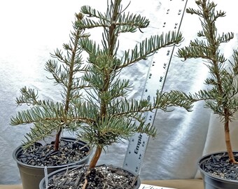 Shasta Red Fir young tree in nursery pot ready for bonsai, Christmas tree or landscape. Abies magnifica var shastensis. Silvertip.