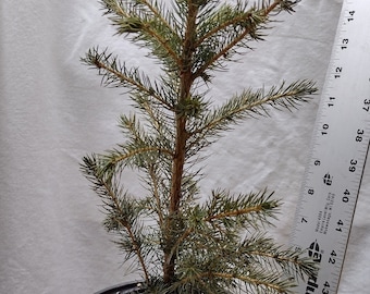 Norway Spruce 2 year old tree in nursery pot. Picea abies. Live tree ready for landscape or pre-bonsai.