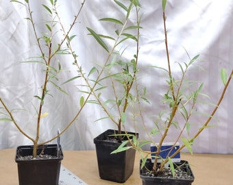 Live Weeping Willow Tree Rooted in Nursery Pot. Salix babylonia. Silver Willow.