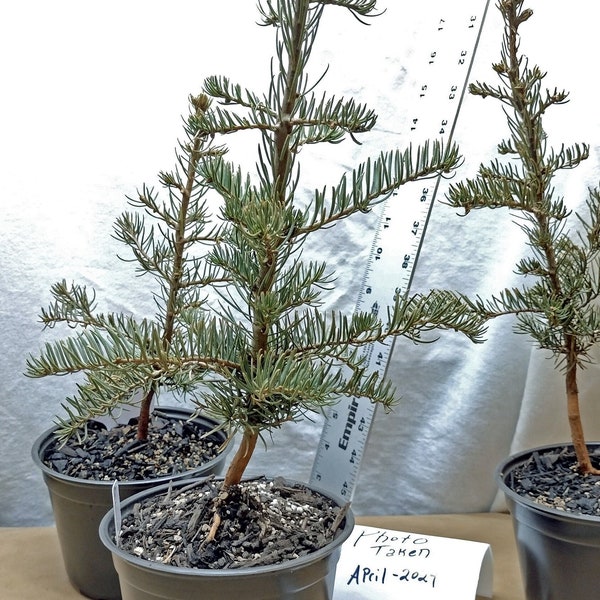 Shasta Red Fir young tree in nursery pot ready for bonsai, Christmas tree or landscape. Abies magnifica var shastensis. Silvertip.
