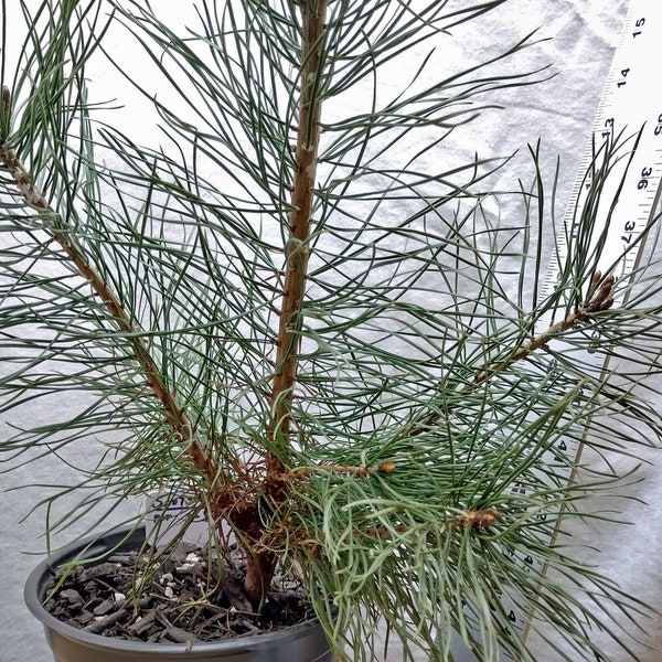 Scotch/Scots Pine. Pinus sylvestris. Young tree in nursery pot ready for bonsai or landscape.