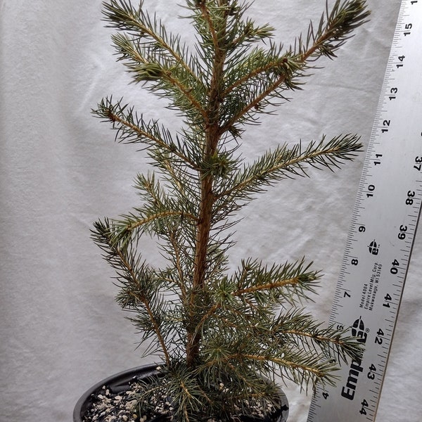 Norway Spruce 2 year old tree in nursery pot. Picea abies. Live tree ready for landscape or pre-bonsai.