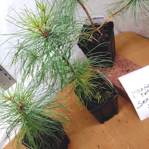 Eastern White Pine 2 year old Sapling tree. Pinus strobus. Bonsai and Landscape Ready.