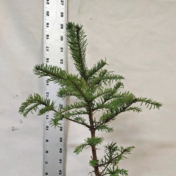 Noble Fir Tree in Gallon Nursery Pot. Abries Procera. Christmas. Landscape. Bonsai.