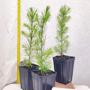 Pre bonsai Western Larch tree in small nursery pot. Larix occidentalis. Western Tamarack. Mountain Larch. Montana Larch.