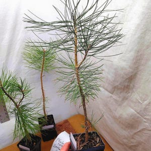 Live Ponderosa Christmas tree in nursery pot. Western Yellow. Pinus ponderosa. Pine.