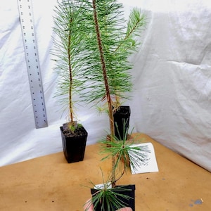 Scotch/Scots Pine. Pinus sylvestris. One year old tree in nursery pot ready for bonsai or landscape.