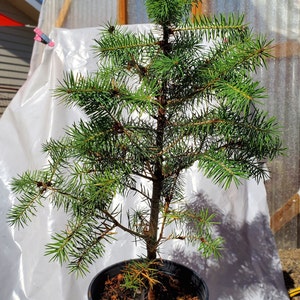 Rocky Mountain Douglas-fir. Pseudotsuga Menziesii. Live in Gallon Nursery Pot Ready for Landscaping, Yard and Christmas Trees. image 2