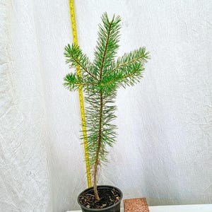 May include: A young pine tree in a black plastic nursery pot, positioned next to a yellow measuring tape that shows the plant is approximately 24 inches tall. A small cork block sits beside the pot with a white card reading Photo Taken Sept. 2026.