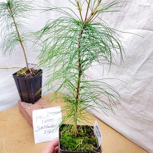 Eastern White Pine Pre Bonsai tree in nursery pot. Pinus strobus. Live Bonsai Ready.