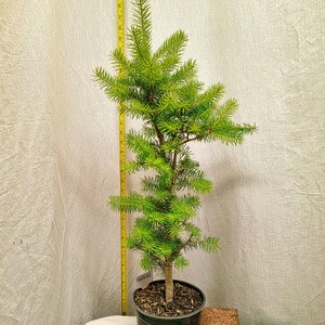 Actual Tree Pictured- Thick Trunk Five Year Old Douglas-fir Tree in Nursery Pot. Tag #062602. Live Pre Bonsai. Landscape. Christmas.