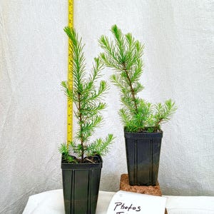 May include: Two young evergreen saplings in black plastic square pots. A yellow measuring tape shows the height of the left plant at approximately 12 inches. A white card in front displays the handwritten text: Photos Taken Spring 2026.